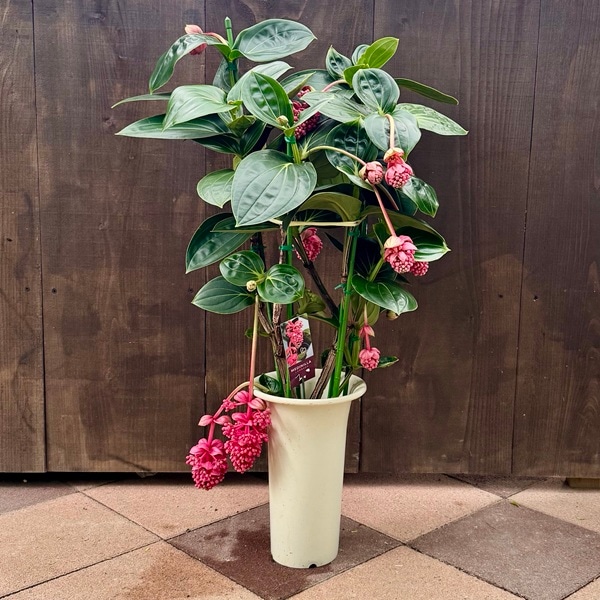 観葉植物 鉢花：メディニラ マグニフィカ ランバダ *現品をお届けし