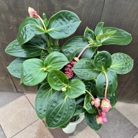 観葉植物 鉢花：メディニラ マグニフィカ ランバダ *現品をお届けし