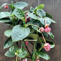 観葉植物 鉢花：メディニラ マグニフィカ ランバダ *現品をお届けし