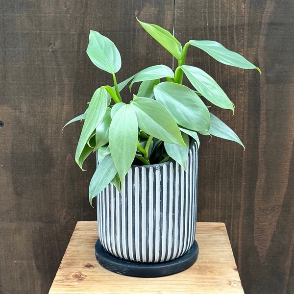 観葉植物：フィロデンドロン シルバーメタル 鉢植え*受皿付 | 観葉植物