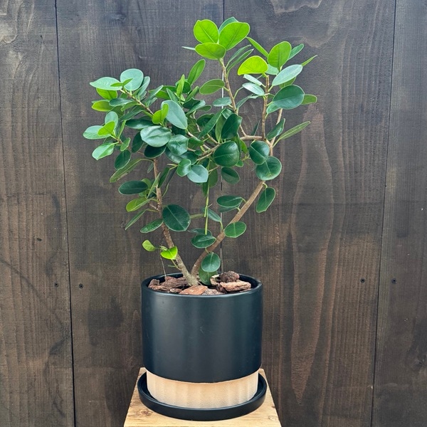 観葉植物：フィカス パンダガジュマル 鉢植え*受皿付 バークチップ