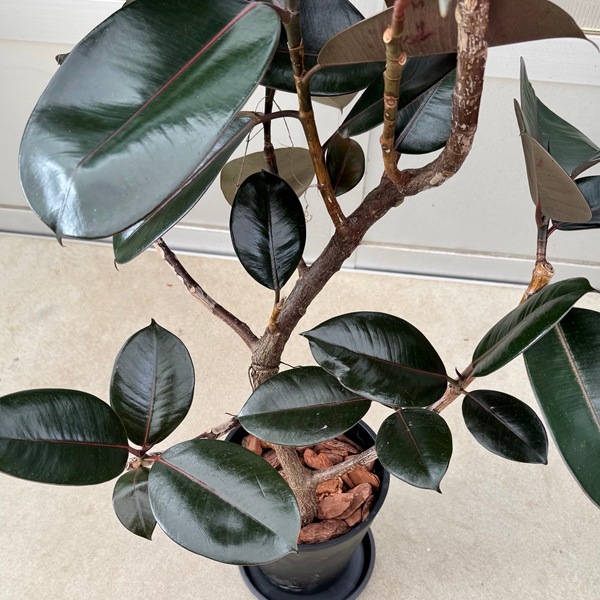 観葉植物：フィカス バーガンディ セラアート鉢植え*受皿付 バーク