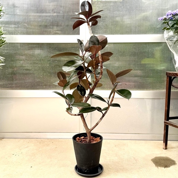観葉植物：フィカス バーガンディ セラアート鉢植え*受皿付