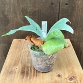 ������� ���տ�ʪ���ӥ������� ��������� ���ƥޥꥢ*Platycerium stemaria 3��