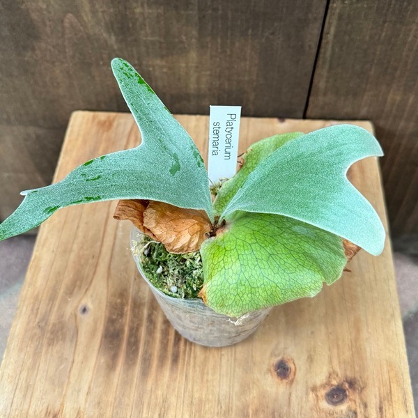 おしゃれ 観葉植物：ビカクシダ コウモリラン ステマリア*Platycerium