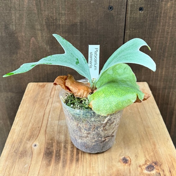 おしゃれ 観葉植物：ビカクシダ コウモリラン ステマリア*Platycerium