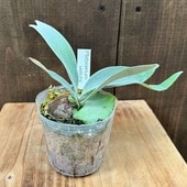 ������� ���տ�ʪ���ӥ������� ��������� �٥�����*�ӡ����� 3��