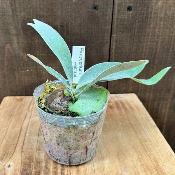 おしゃれ 観葉植物：ビカクシダ コウモリラン ベイチー*ビーチー 3号