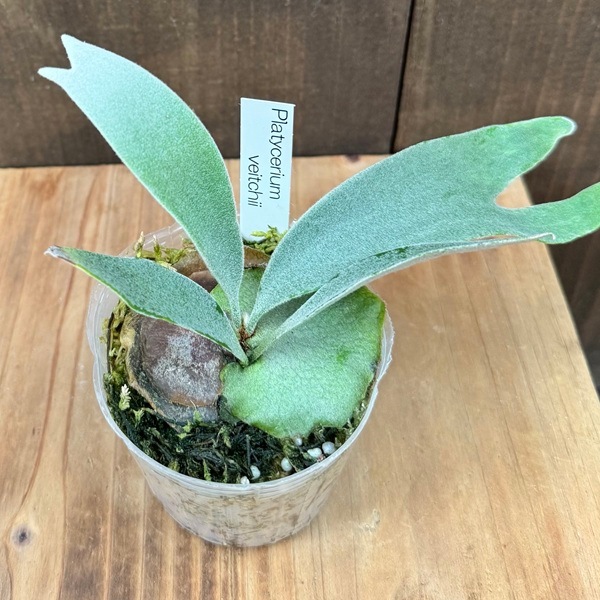 おしゃれ 観葉植物：ビカクシダ コウモリラン ベイチー*ビーチー 3号 