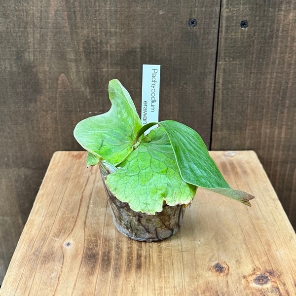 おしゃれ 観葉植物：ビカクシダ コウモリラン エラワン*Platycerium