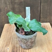 ������� ���տ�ʪ���ӥ������� ��������� ����ե���ȥƥ���*3��