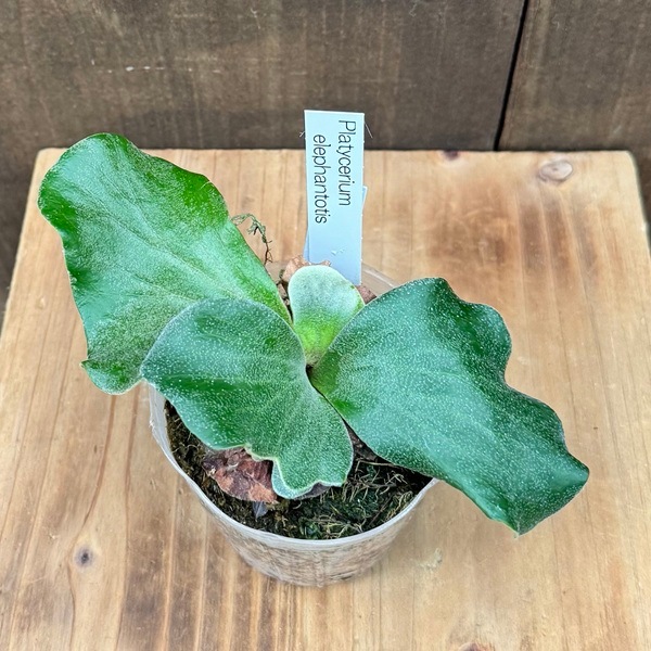 おしゃれ 観葉植物：ビカクシダ コウモリラン エレファントティス*3号