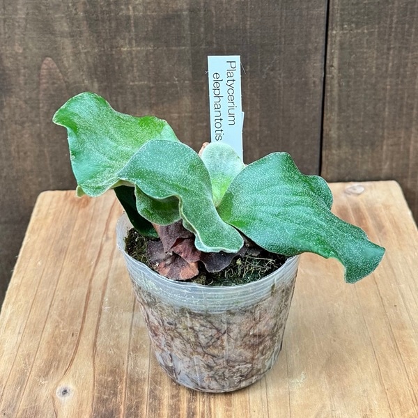 おしゃれ 観葉植物：ビカクシダ コウモリラン エレファントティス*3号