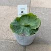 ���տ�ʪ���ӥ������� ��������� ������*Platycerium grande 3��