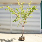 ڡڡ󥴥ߤʻա*ա170ȯʸ¤ꡪ 