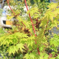 特撰庭木・植木：サンゴカクもみじ（珊瑚閣）*紅葉 樹高170cm 佐川