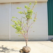 ڡڡ󥴥ߤʻա*ա170ȯʸ¤ꡪ 