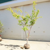 ڡڡ󥴥ߤʻա*ա170ȯʸ¤ꡪ 