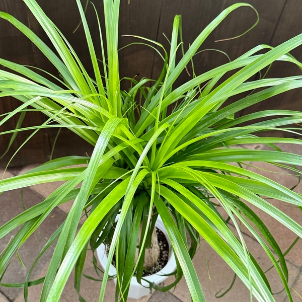 観葉植物 ノリナ：ポニーテール トックリラン 7号プラポット*1番 現品