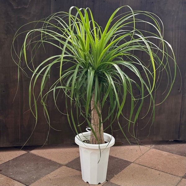 観葉植物 ノリナ：ポニーテール トックリラン 7号プラポット*1番 現品