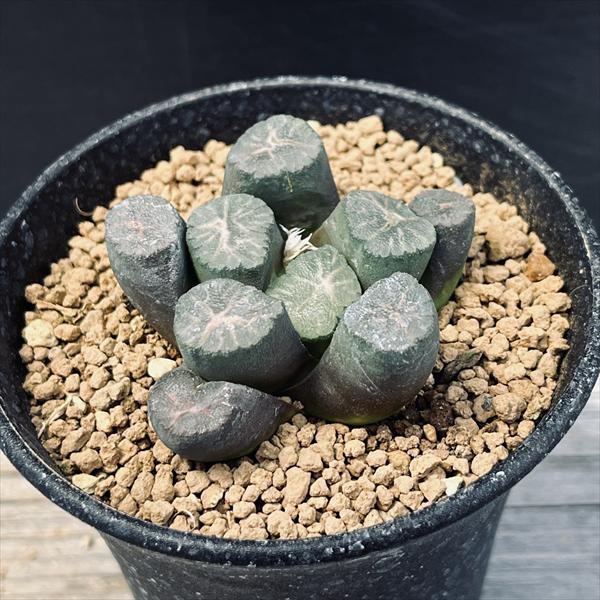 ハオルチア 万象 竜文 ハオルチア 万象（種類（植物）サボテン）の通販 多肉植物 | 万象 多肉