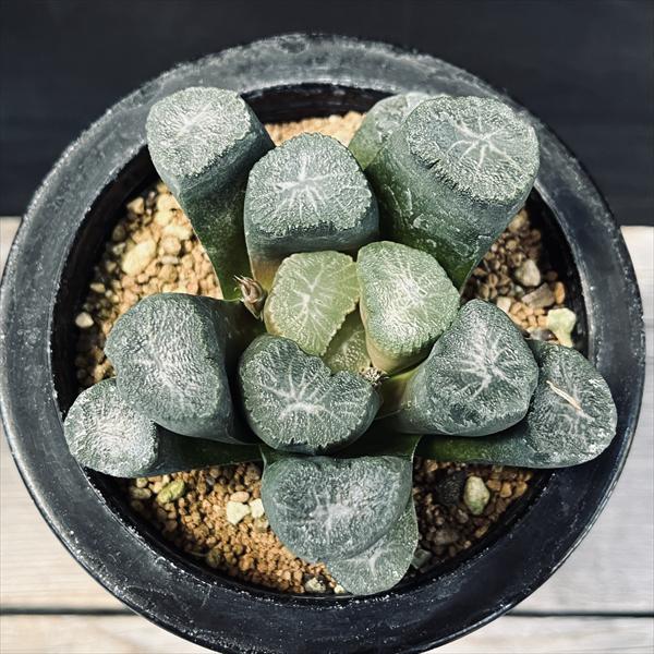 *. 氷鳳鸞 *. ハオルシア * ハオルチア * 多肉植物 * 園芸ネット本店｜ハオルチア：氷城 3号鉢植え の通販【公式】