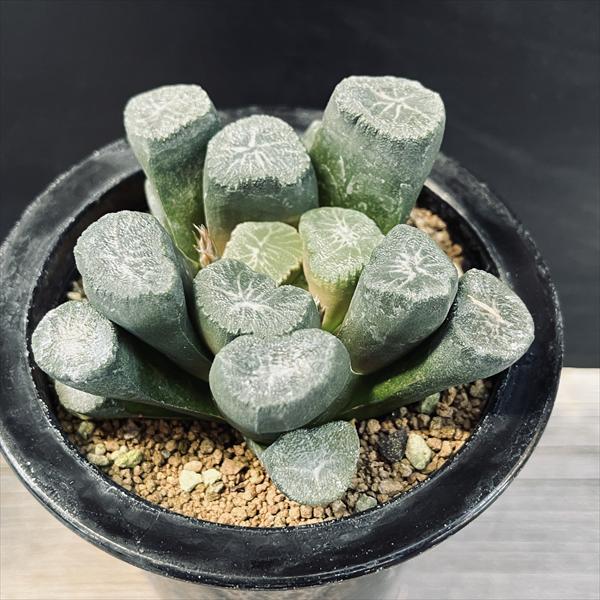 （≧∇≦）多肉植物 ハオルチア 万象 オーロラ実生2 ≧∇≦）多肉植物 ハオルチア オーロラ実生 多肉植物 ハオルチア 万象