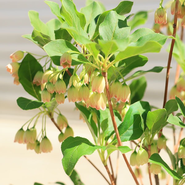 庭木・植木：口紅更紗ドウダンツツジ（口紅ドウダンツツジ