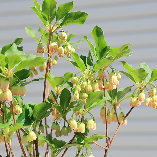庭木・植木：口紅更紗ドウダンツツジ（口紅ドウダンツツジ