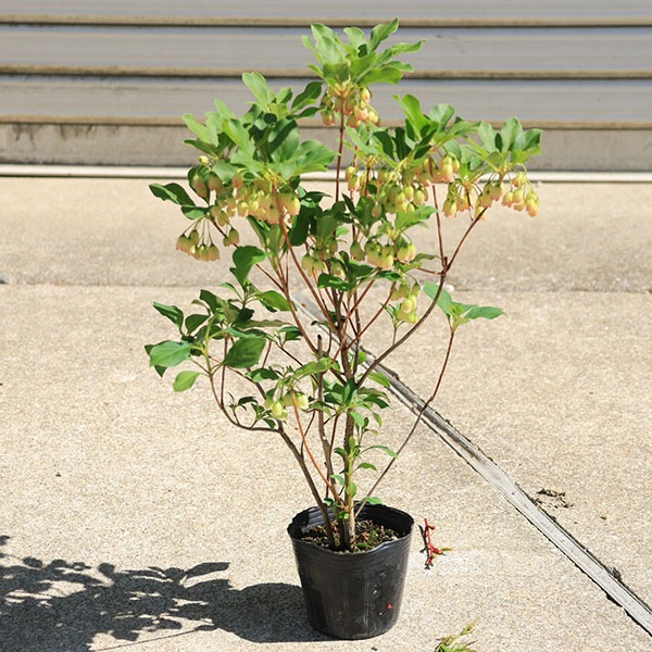 y*o様 口紅更紗ドウダンツツジ　　/272 y*o様 口紅更紗ドウダンツツジ /272