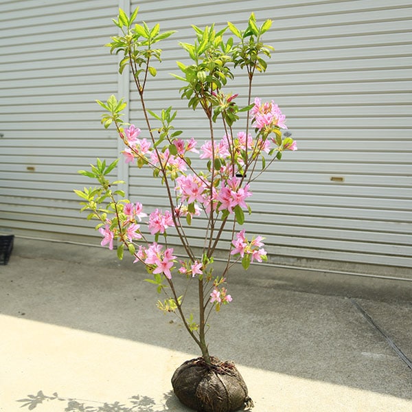 ���ڡ����ڡ�����ĥĥ��ʤ���ĤĤ������֡����*���ߥĥĥ����������ĥĥ�