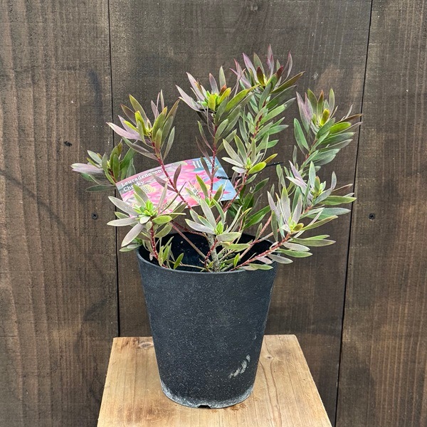 観葉植物 苗：リュウカデンドロン チェーキー*5号 | 観葉植物,ガーデン