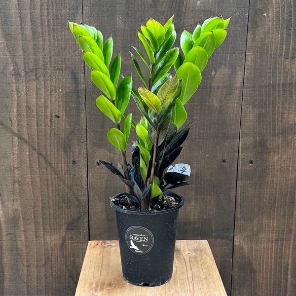 ���տ�ʪ�������������ߥ����륫��  �쥤����*4��ץ�ݥå� Zamioculcas zamifolia Raven