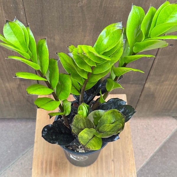 ザミオクルカス　レイヴン　1 ザミオクルカス レイヴン ／ Zamioculcas zamifolia 'Raven'
