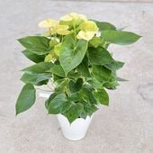 տʪֿ٤ޤ󥹥ꥦ*6ץݥå