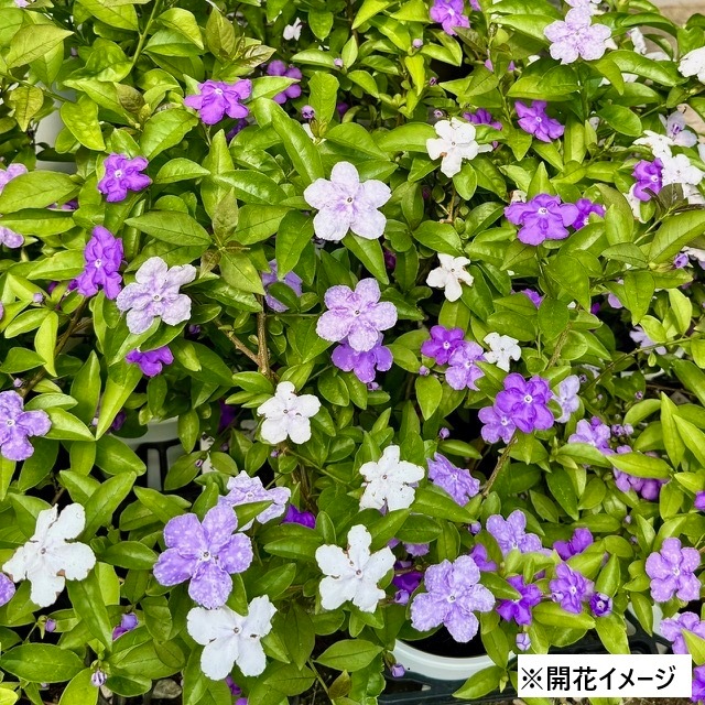 鉢花 観葉植物：ニオイバンマツリ 匂蕃茉莉 ブルンフェルシア*6号