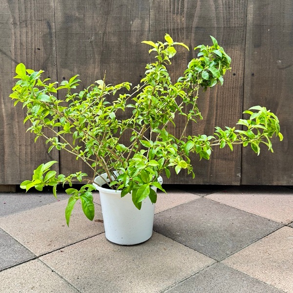 鉢花 観葉植物：ニオイバンマツリ 匂蕃茉莉 ブルンフェルシア*6号