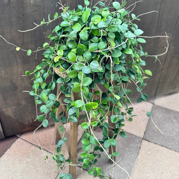ホヤ　マチルダ　植え木鉢ごと ホヤ マチルダ 植え木鉢ごと