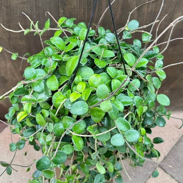 観葉植物：ホヤ マチルダ*吊り鉢 5号 | 観葉植物,吊り鉢 | 遊恵