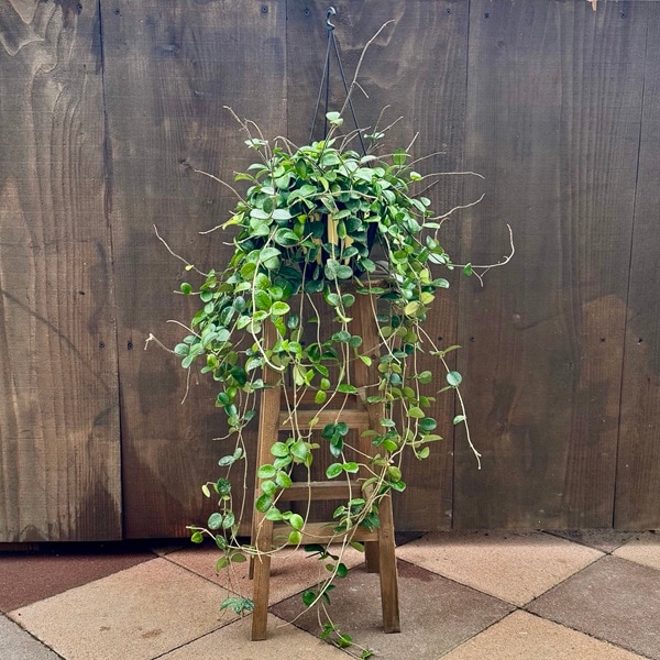 観葉植物：ホヤ マチルダ*吊り鉢 5号 | 観葉植物,吊り鉢 | 遊恵