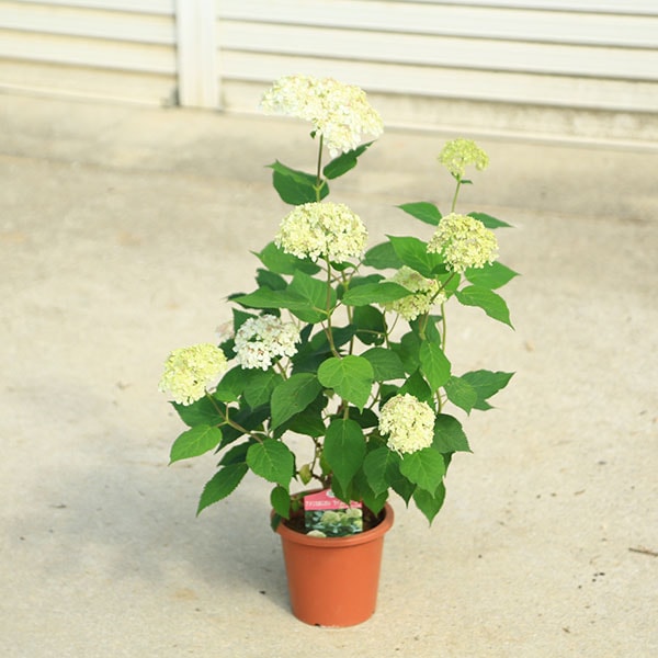 ���ڡ����ڡ��饤�ॢ�ʥ٥�*�ʥ��ʥ٥롡�饤�॰�꡼���5��ݥå�