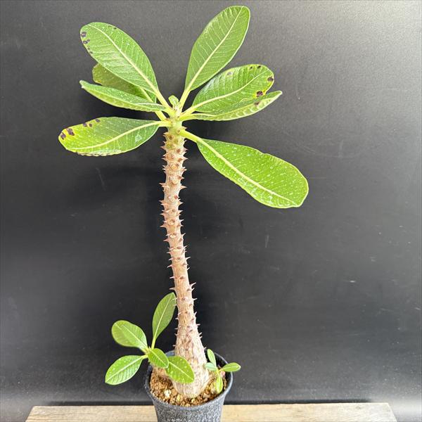 �����ǥå������ѥ��ݥǥ����� �����󥾥꡼ �������*����24��������ʡ����ʸ¤�