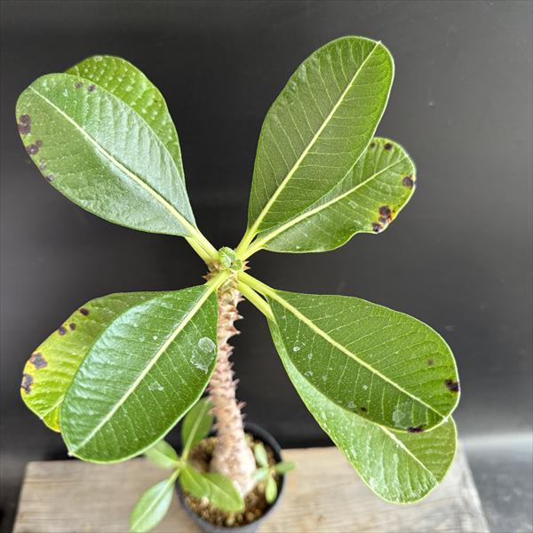 コーデックス：パキポディウム ウィンゾリー 国内実生*葉幅24cm 現品