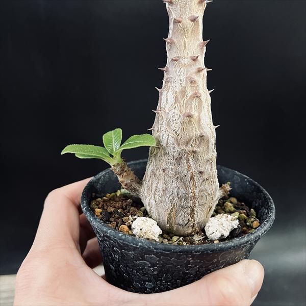 コーデックス：パキポディウム ウィンゾリー 国内実生*葉幅9cm