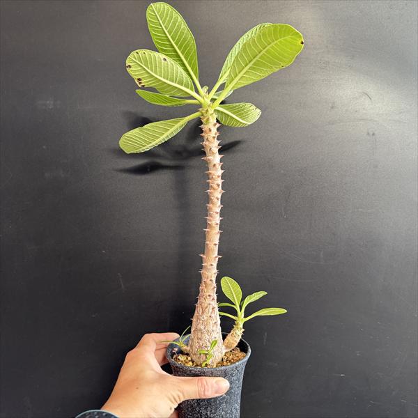 パキポディウム　ウィンゾリー　国内実生　5株セット パキポディウム ウィンゾリー 国内実生 5株セット