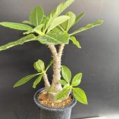 ǥåѥݥǥ 󥾥꡼ *22ʡʸ¤