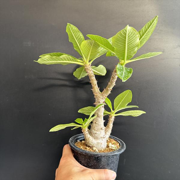 コーデックス：パキポディウム ウィンゾリー 国内実生*葉幅22cm 現品