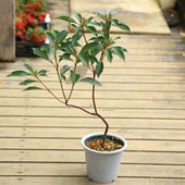 ȭ�֡��ġ����٤롧����ߥ���5��*����ꥫ���㥯�ʥ�