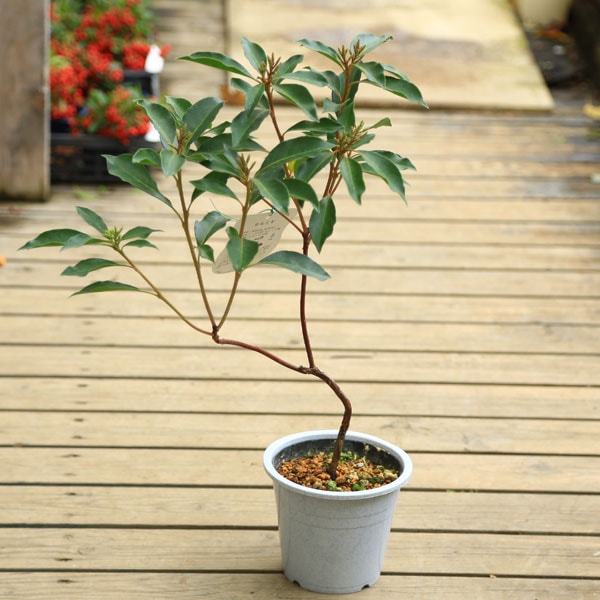 鉢花 苗 選べる：カルミア 5号*アメリカシャクナゲ | 観葉植物