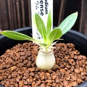 ǥåѥݥǥࡡޥ󥻡ߥ*1.2־